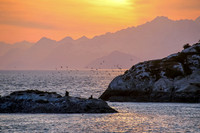 Seals and Sea Lions