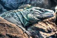 Iguana