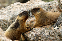 Marmot