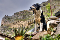 89 Ollantaytambo - Regal Guard Dog - Close.jpg.jpg
