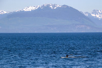 Marine Life