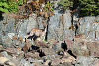 Deer
