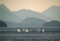 Humpback