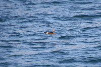 Puffin Taking Off Group