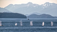 Whale