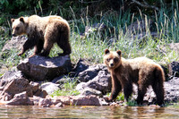 Brown Bear